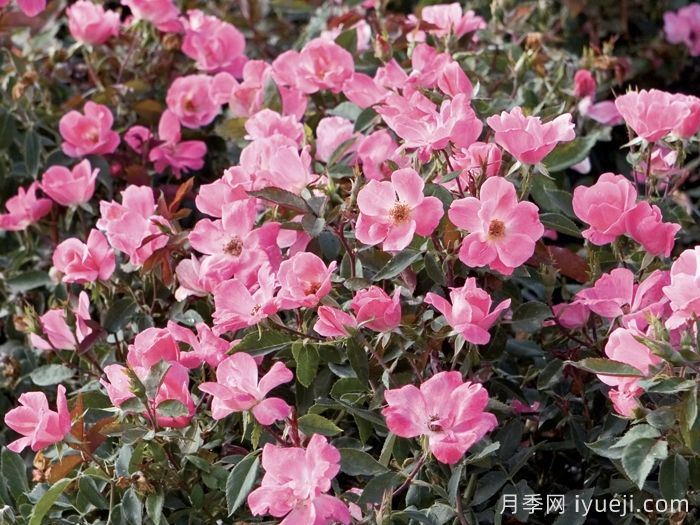 粉色绝代佳人月季Pink Knock Out(图3)