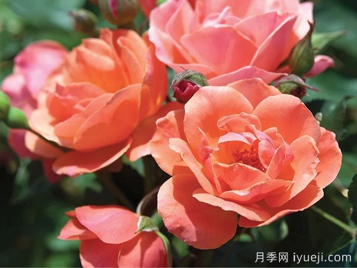珊瑚绝代佳人月季Coral Knock Out(图1)