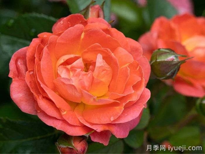 橙芒绝代佳人月季Orange Glow Knock Out(图1)