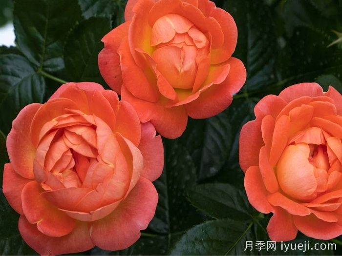 橙芒绝代佳人月季Orange Glow Knock Out(图5)