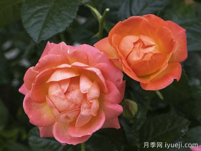 橙芒绝代佳人月季Orange Glow Knock Out(图3)