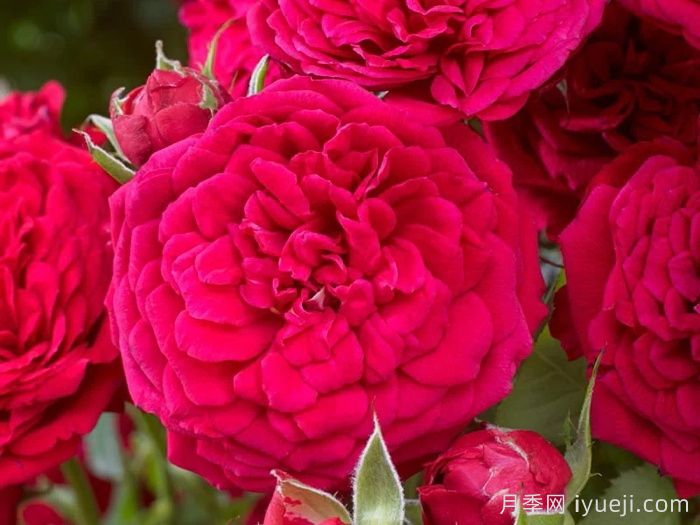 爆炸砰月季Dynamite Bam(图1)