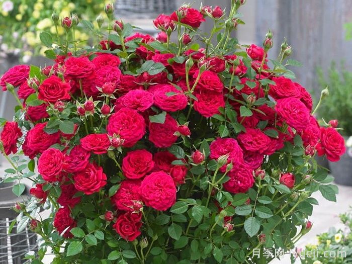 爆炸砰月季Dynamite Bam(图2)