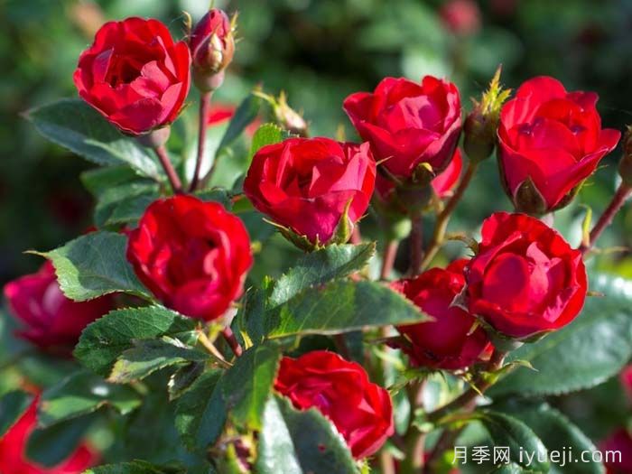 迷你绝代佳人月季/小佳宝月季Petite Knock Out(图2)