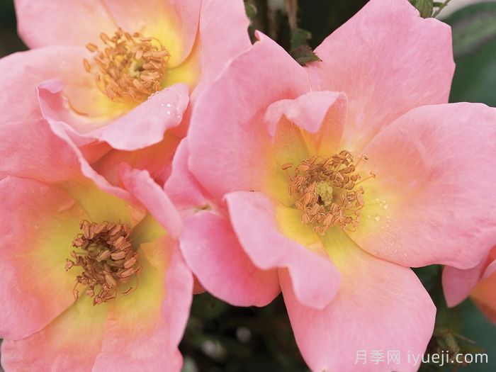 彩虹绝代佳人月季/娇羞绝代佳人Rainbow Knock Out(图2)