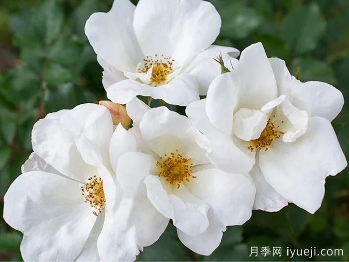 白色绝代佳人月季White Knock Out(图1)