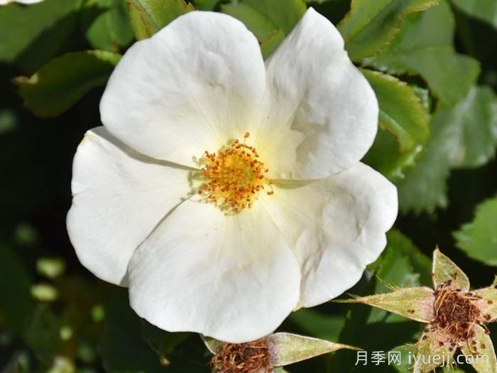 白色绝代佳人月季White Knock Out(图2)