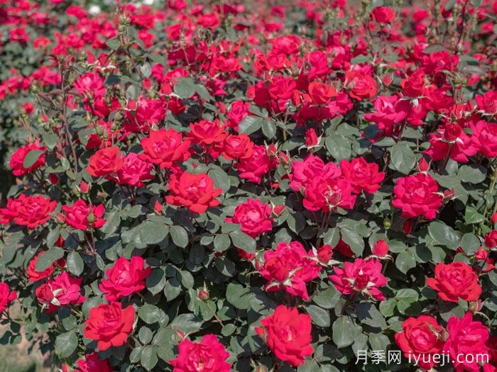 庆祝绝代佳人月季的诞生：不平凡的20周年(图2)