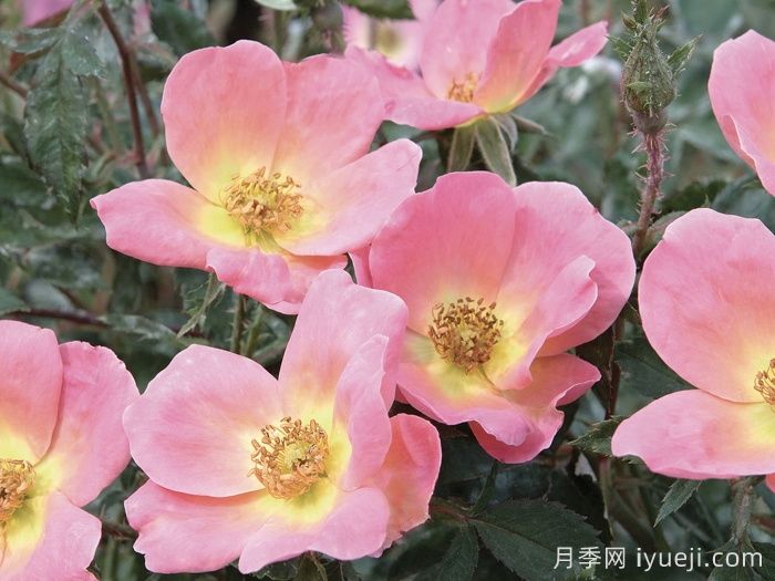 庆祝绝代佳人月季的诞生：不平凡的20周年(图3)