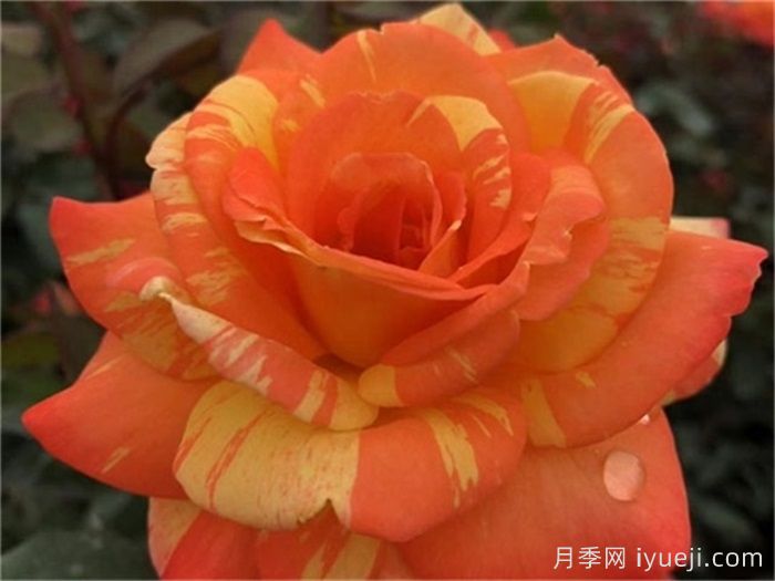 热带晚霞月季/热带落日Tropical Sunset(图2)