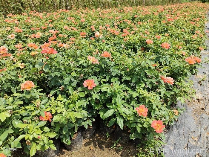 夏季管理盆花月季注意事项，月季叶面施肥怎么做？(图1)