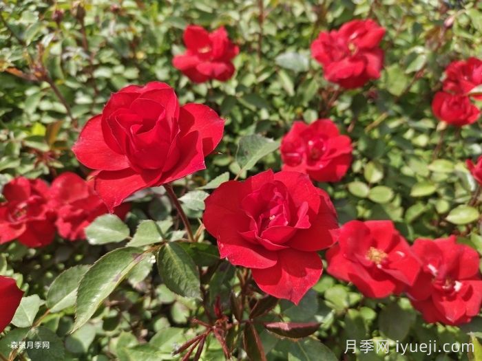 北京红月季成北京和华北绿化新宠(图1)