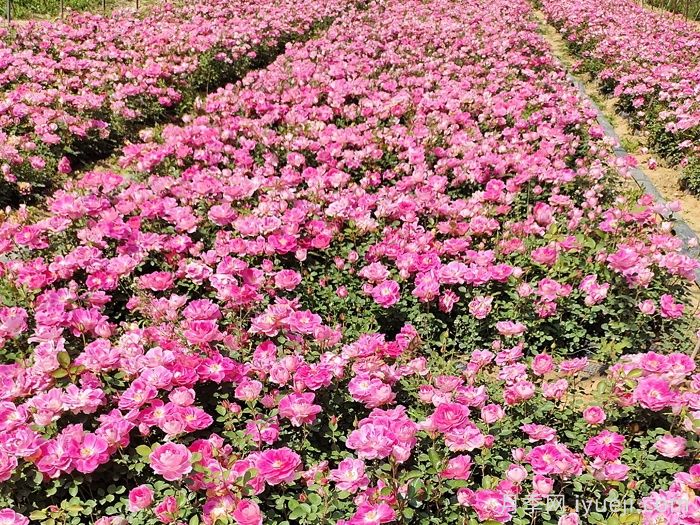  地被月季的花期(图1)