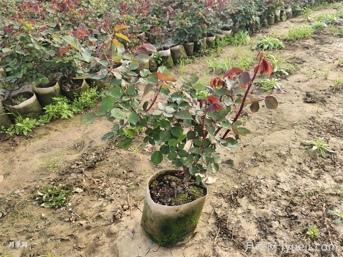 广东大花月季的嫁接扦插繁衍办法(图1)