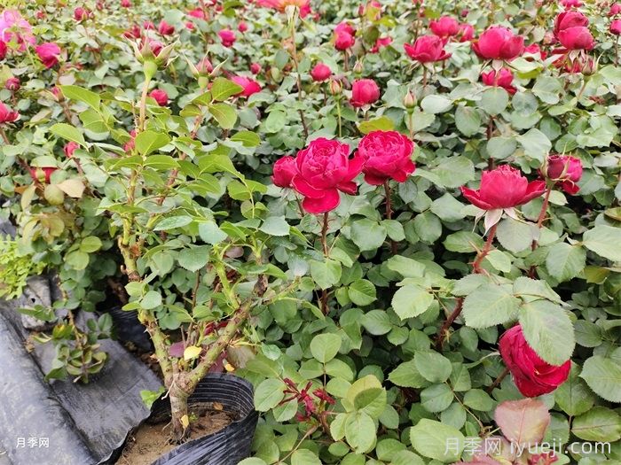 花卉的品种不同，对肥料的要求也不同(图1)