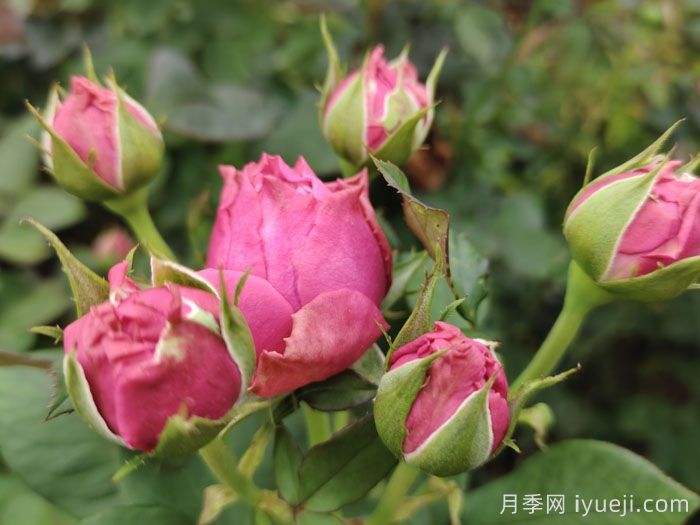 切花月季日光温室周年供花田间生产管理操作规程(图1)