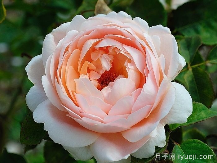 切花月季日光温室周年供花田间生产管理操作规程(图2)