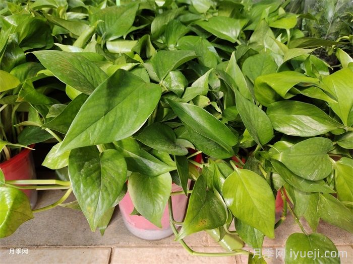 水培植物烂根怎么办，如何防治？(图1)