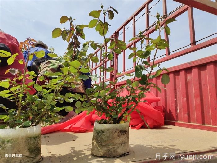 购买大花月季苗需要注意的事项(图1)