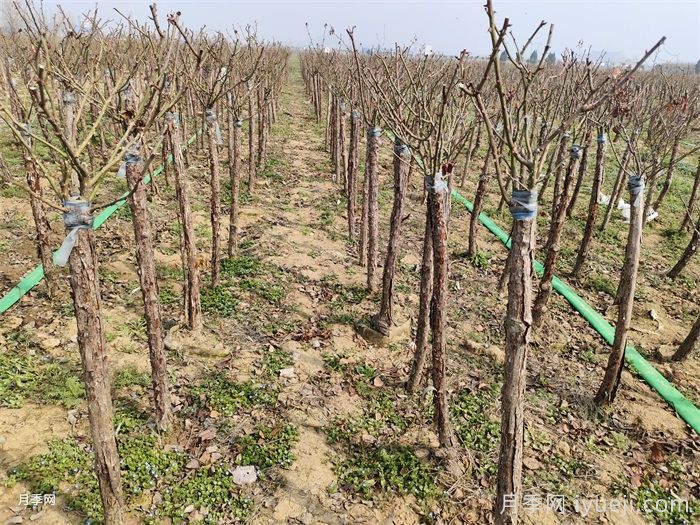 1月份月季养护指南，月季过冬大挑战(图3)