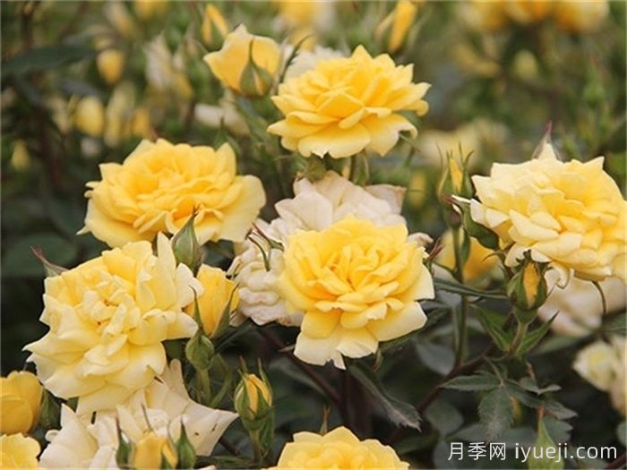 金太阳月季Gold Sun(图2)