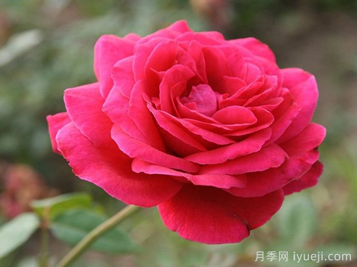 红和平月季Karl Herbst(图3)