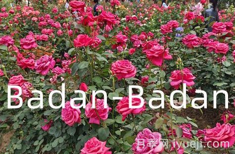 德国巴登巴登月季竞赛奖(Badan-Badan)(图1)