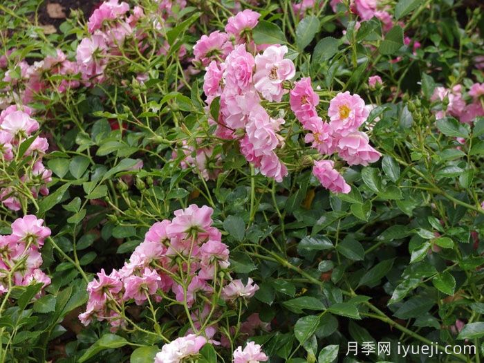 艾莉婕月季/艾丽泽Alizee(图1)