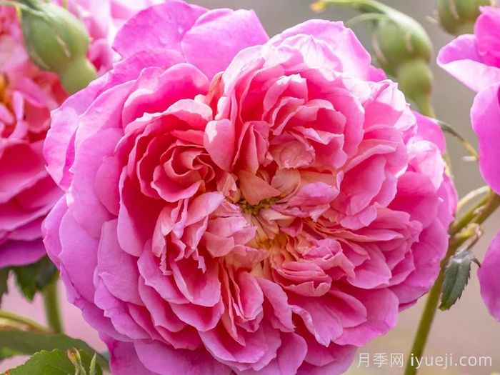 艾玛布里奇沃特月季Emma Bridgewater(图1)