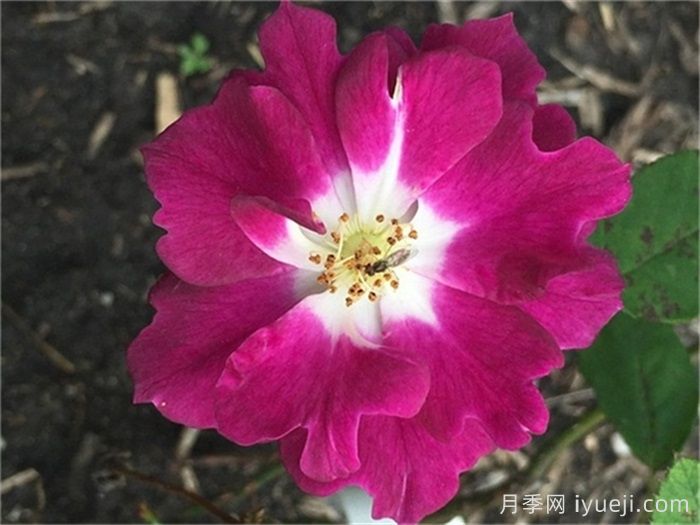 荷叶羽毛月季Ruffled Feathers(图2)