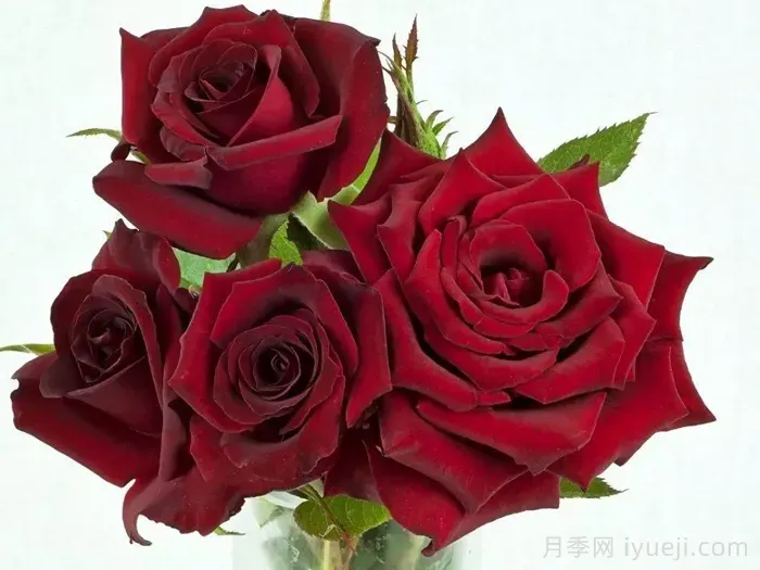 黑魔法月季/丹尼尔莫科姆/黑魔术Black Magic(图2)