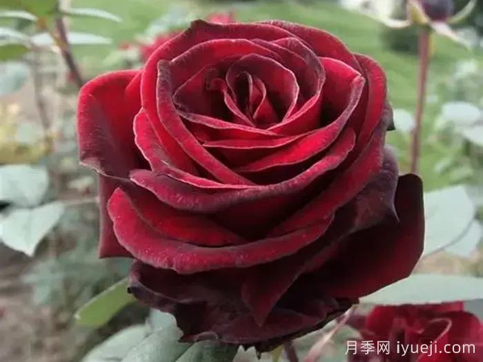 黑魔法月季/丹尼尔莫科姆/黑魔术Black Magic(图3)