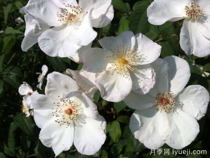 阿达别墅月季Villa Ada(图1)