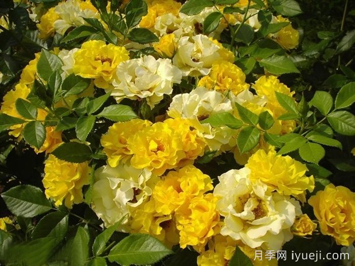 阿德森冯梅尔克月季Adson von Melk(图1)