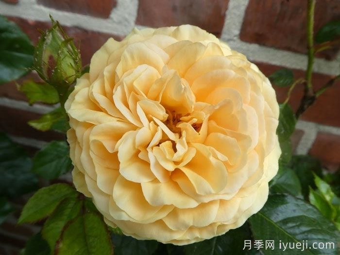 阿特科皇家月季Atco Royale(图1)