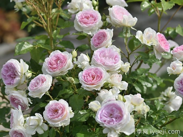 爱的颜色月季/爱之歌Couleur de lamour(图3)