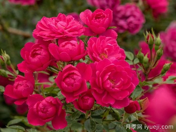 爱好月季Hobby(图1)