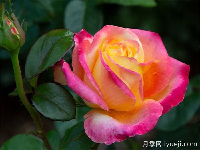 爱与和平月季Love Peace(图3)