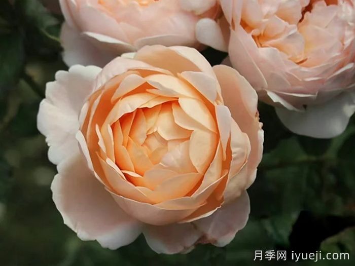 安布里奇月季/安部姬/奥斯汀奇迹Ambridge(图2)