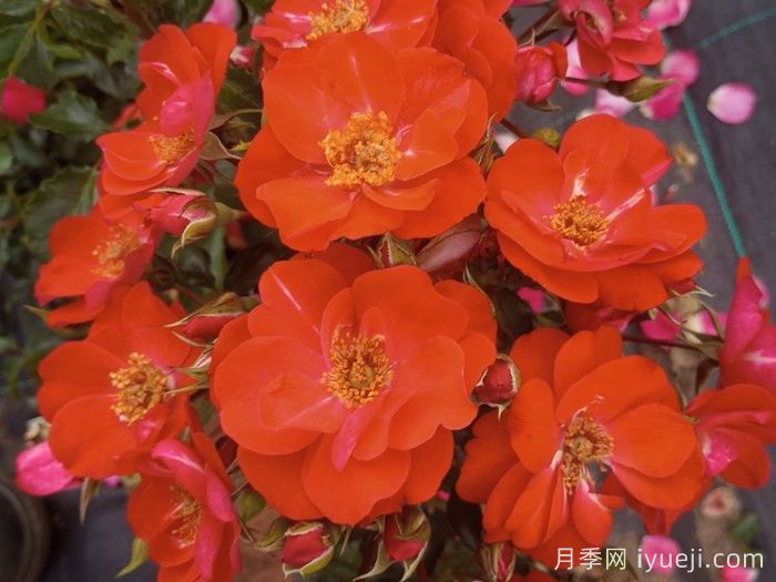 安东月季Anton(图1)