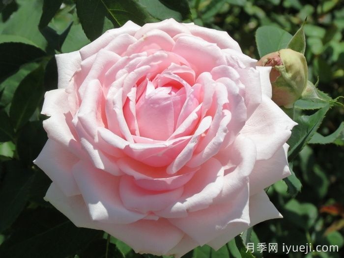 安静月季/恬静/静谧Quietness(图1)