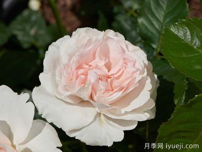 安娜安切尔月季/安娜安彻Anna Ancher(图1)