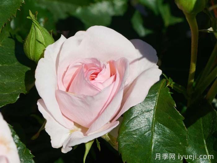 安娜安切尔月季/安娜安彻Anna Ancher(图2)