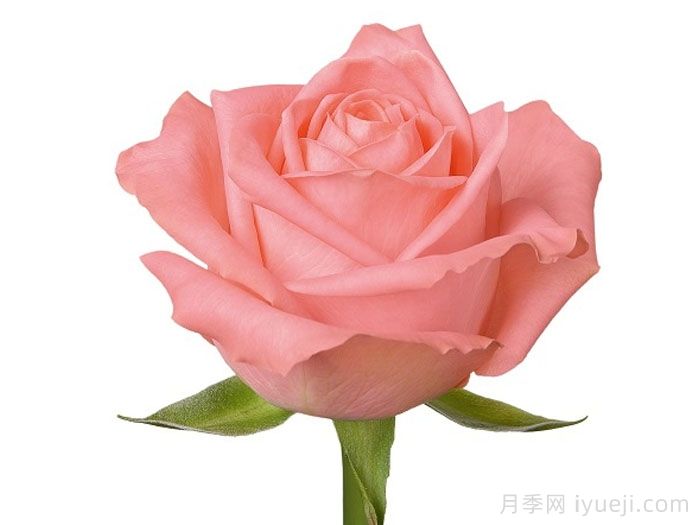 安娜卡丽娜月季/安卡丽娜Annakarina(图2)