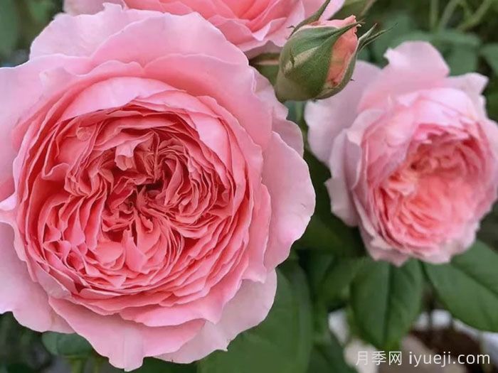 安索菲比克月季/碧克月季Anne-Sophie Pic(图2)