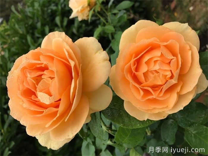 翱翔荣耀月季Soaring to Glory(图1)