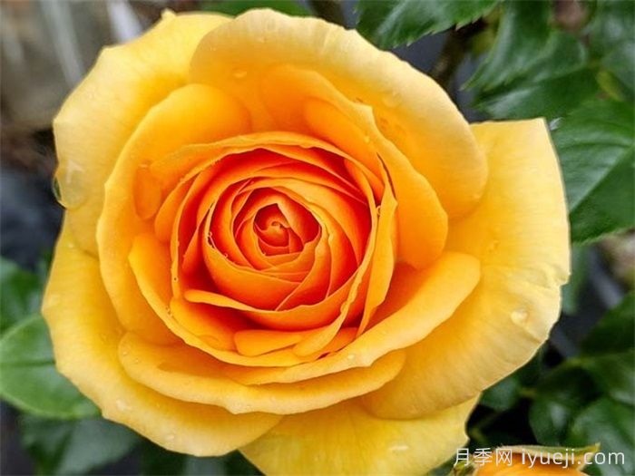 翱翔荣耀月季Soaring to Glory(图2)