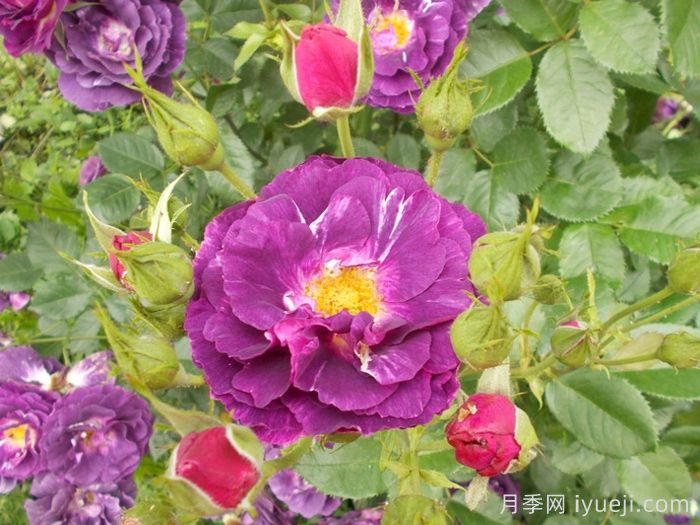 奥秘月季/神秘月季Mysterieuse(图2)