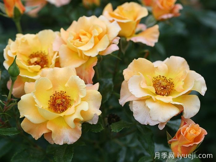 奥索易小姐月季Oso Easy Sunorita(图2)