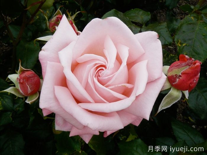 奥特亚罗瓦月季/新西兰月季Aotearoa(图1)